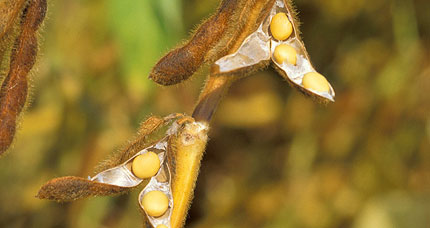 Soybean Pod