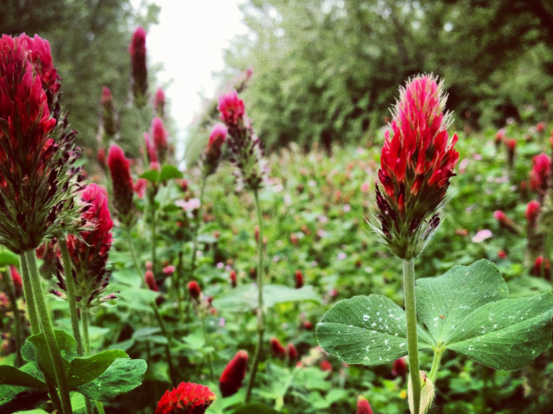 Crimson clover flowering.