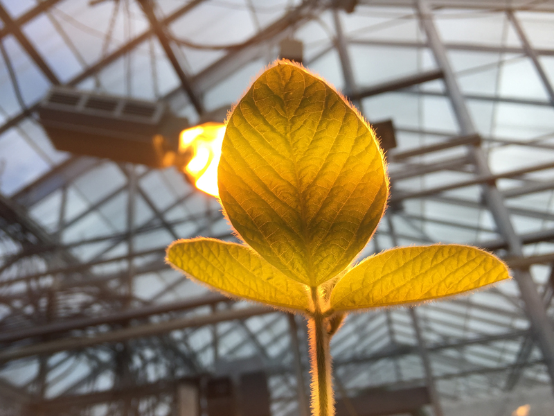 Soybean plant in greenhouse.