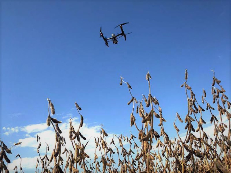 Drone over mature soybeans.