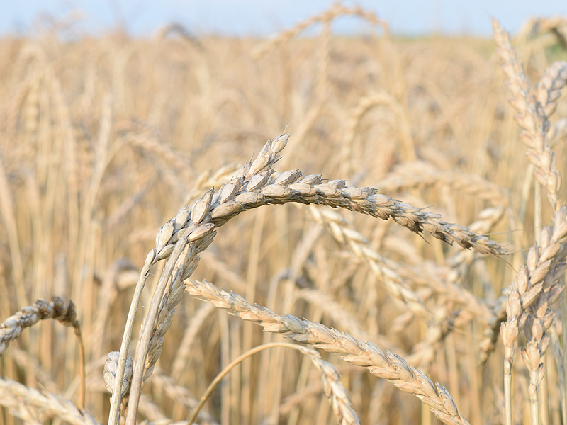 Organic wheat in field.