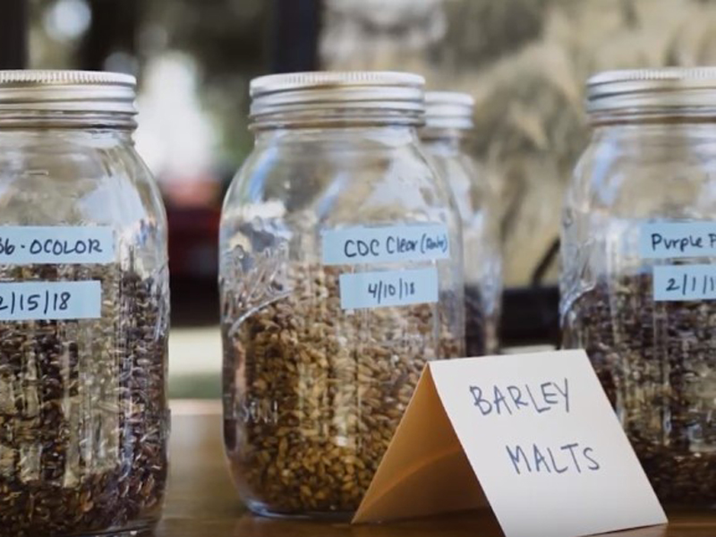 jars containing barley seeds