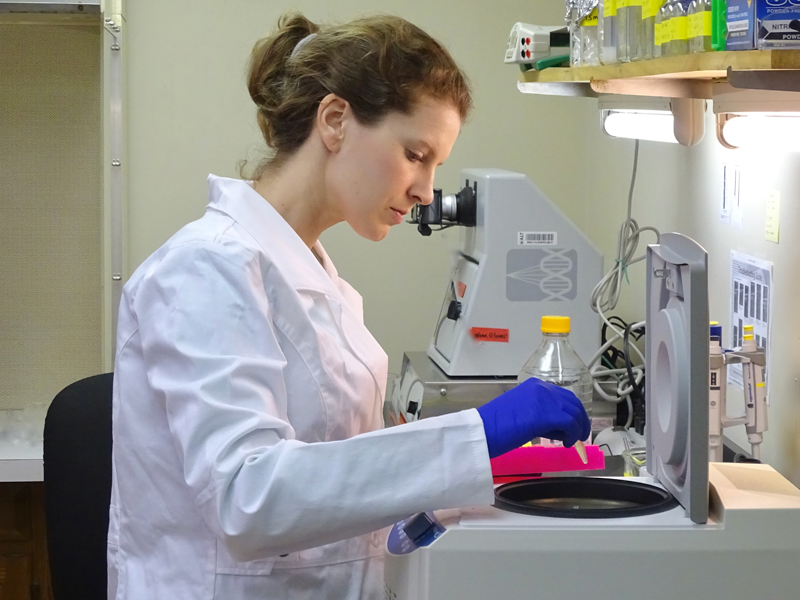 Researcher extracting DNA