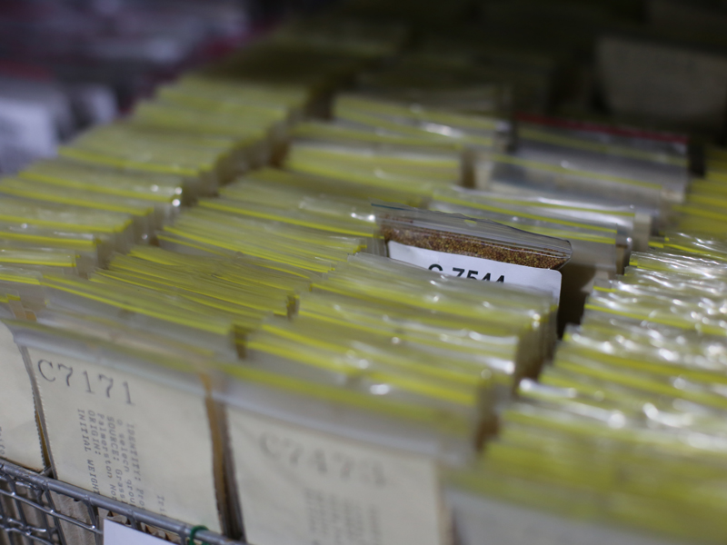 Seeds at seed bank.