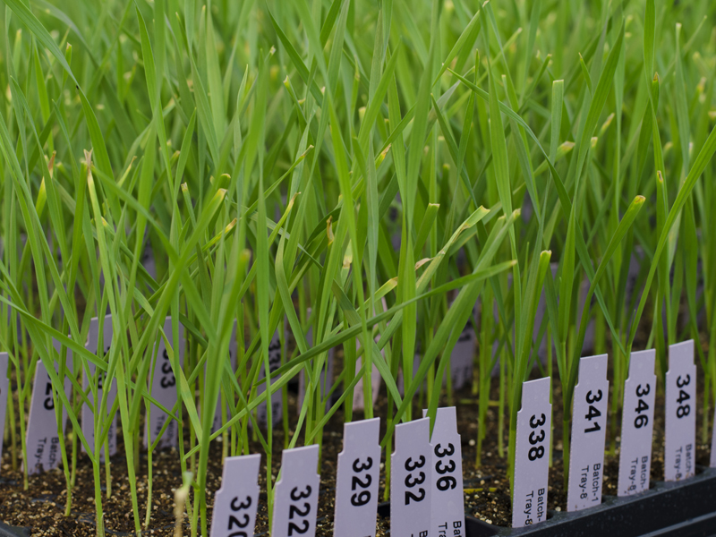 Tray of seedlings labeled.