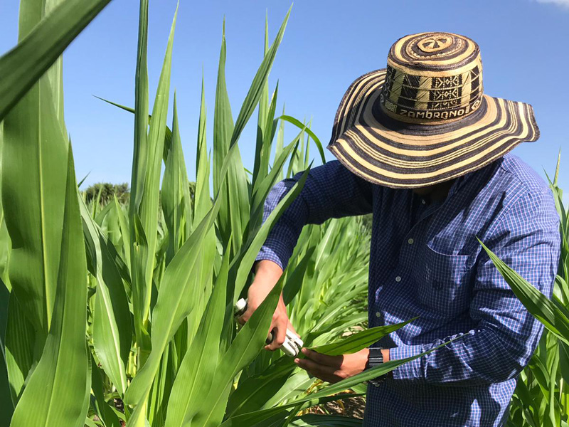 man collecting seeds from corn