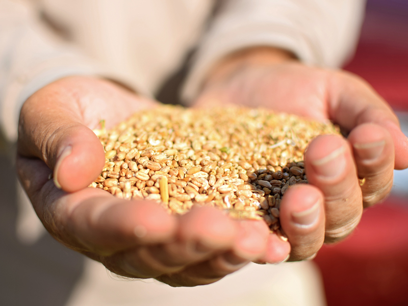 Hands holding wheat seeds.