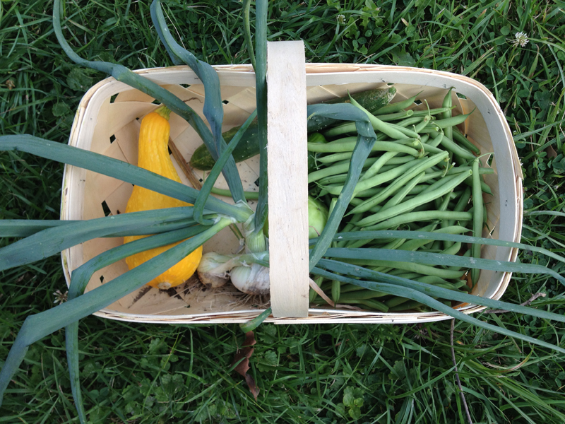 basket with squash and chives