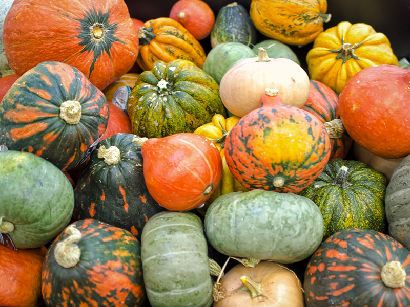 Assorted pumpkins and gourds