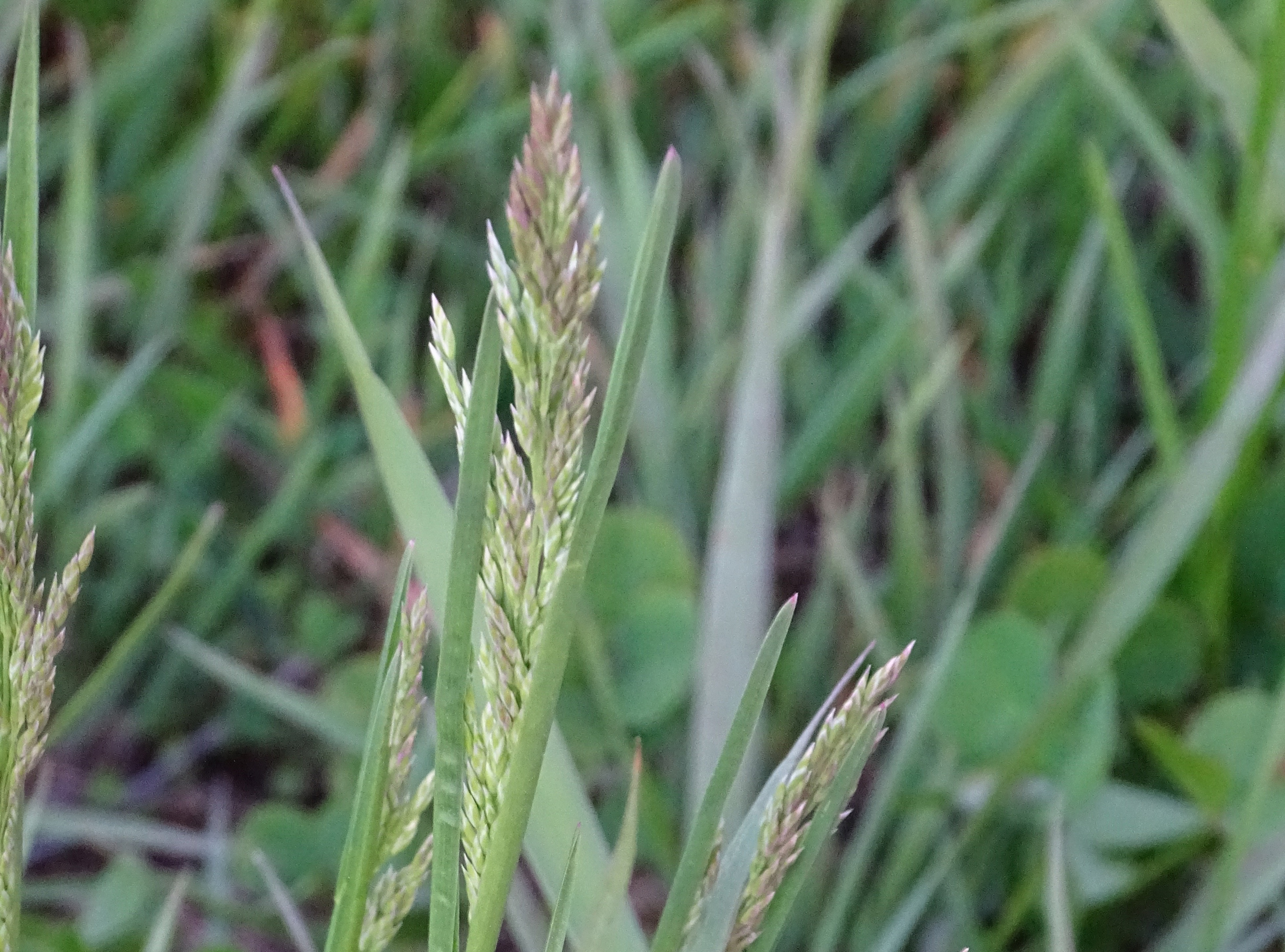 grass seed lighter than grass