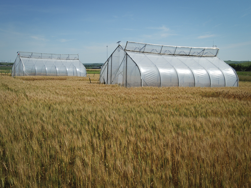 Greenhouse in wheat field.