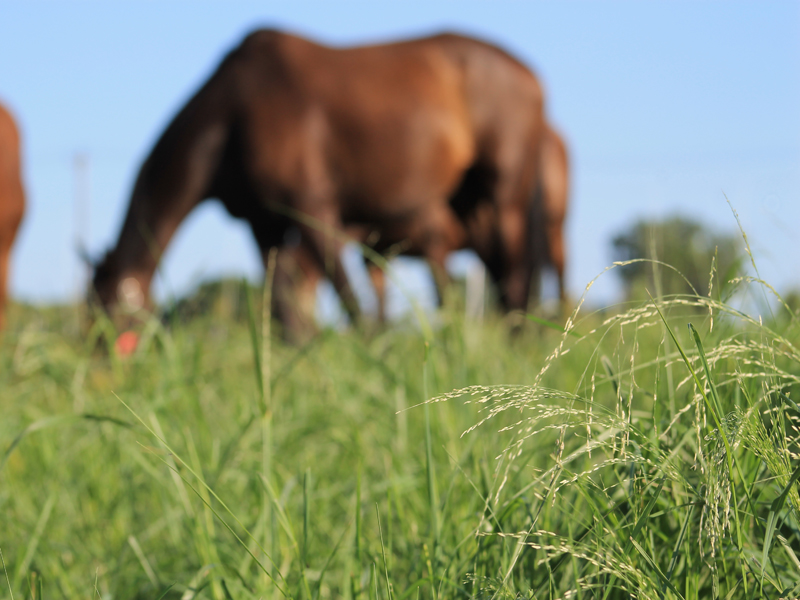 horse grazing in field