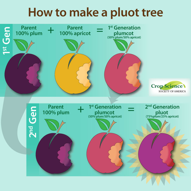 How to make a pluot tree infographic.