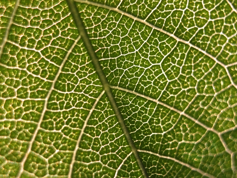 View of leaf up close.