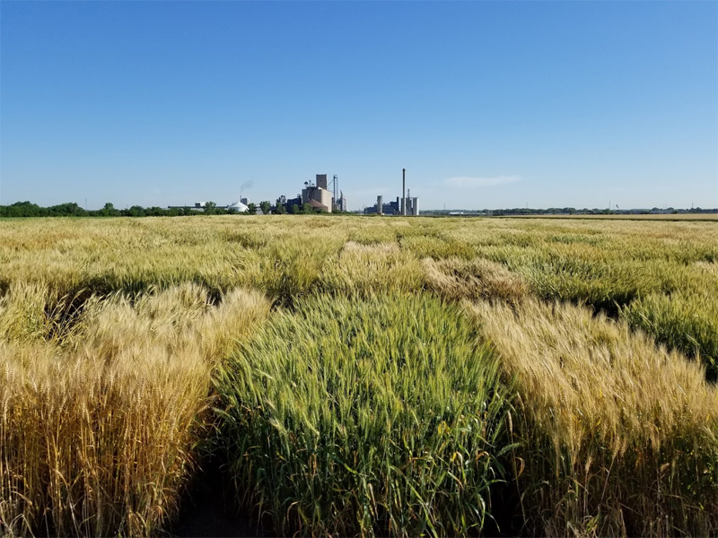 wheat field