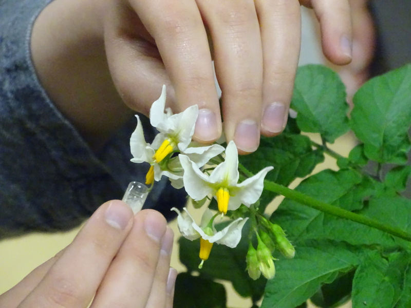 hand pollinating