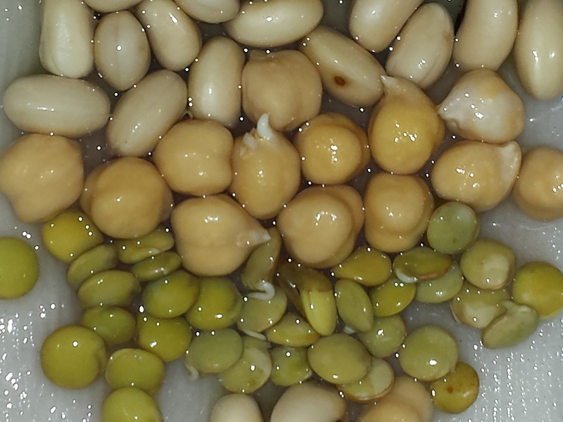 Seeds germinating in tray