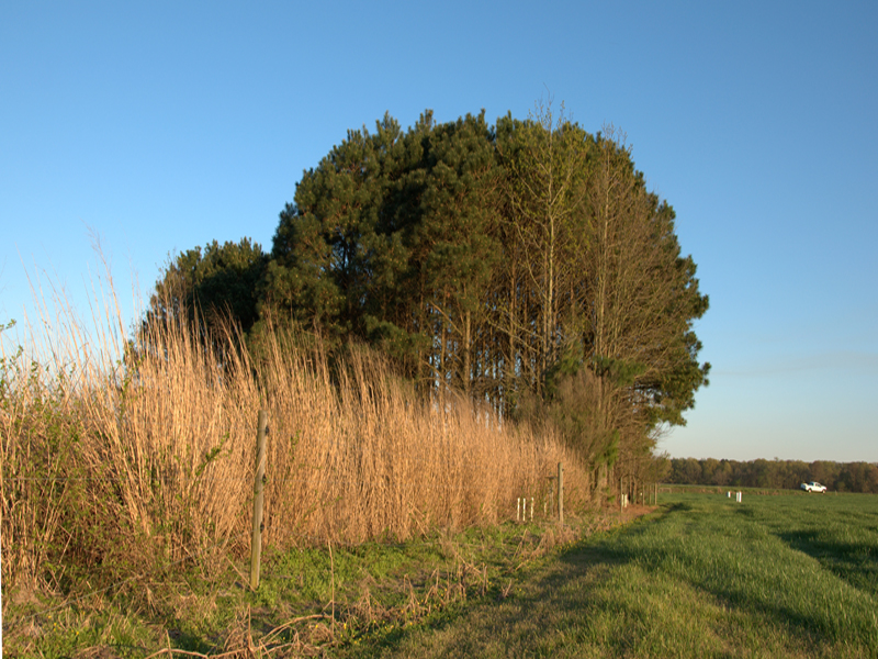 tall grass and trees on the side of a farm field