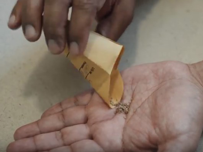 seeds coming out of envelope into hand