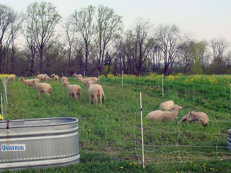 several sheep in field