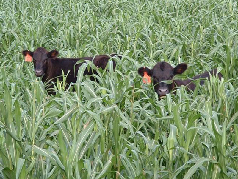 two dark cows in tall millet field