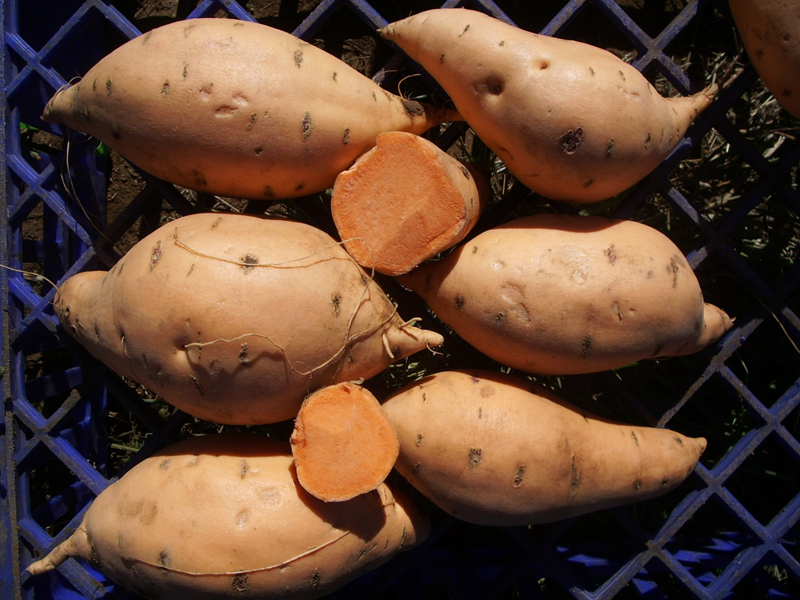 Sweet potatoes