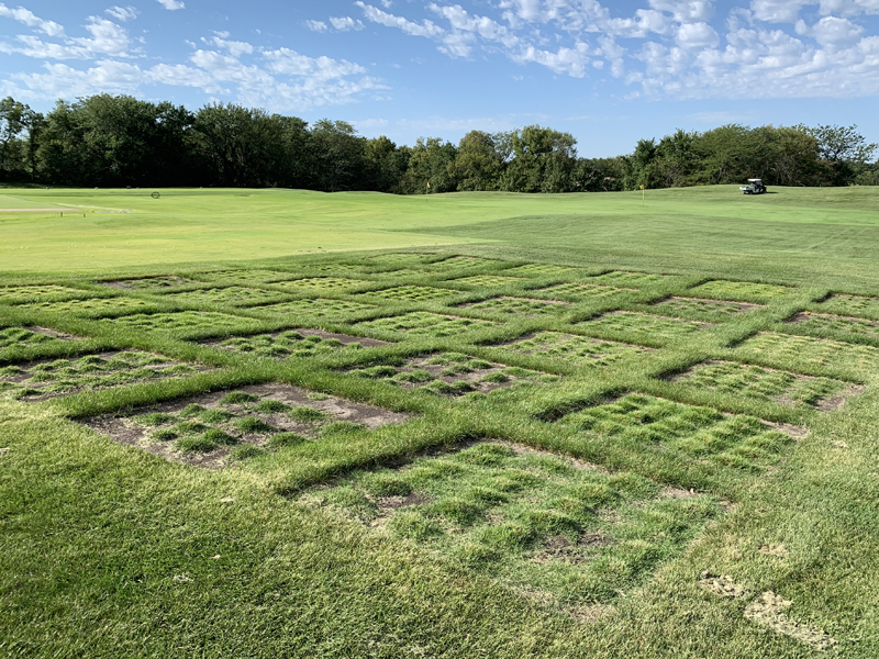 Turfgrass research plot.