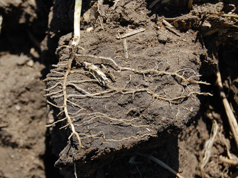 Roots growing in soil ped.