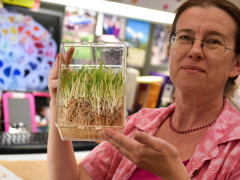 woman holding sprouted sorghum