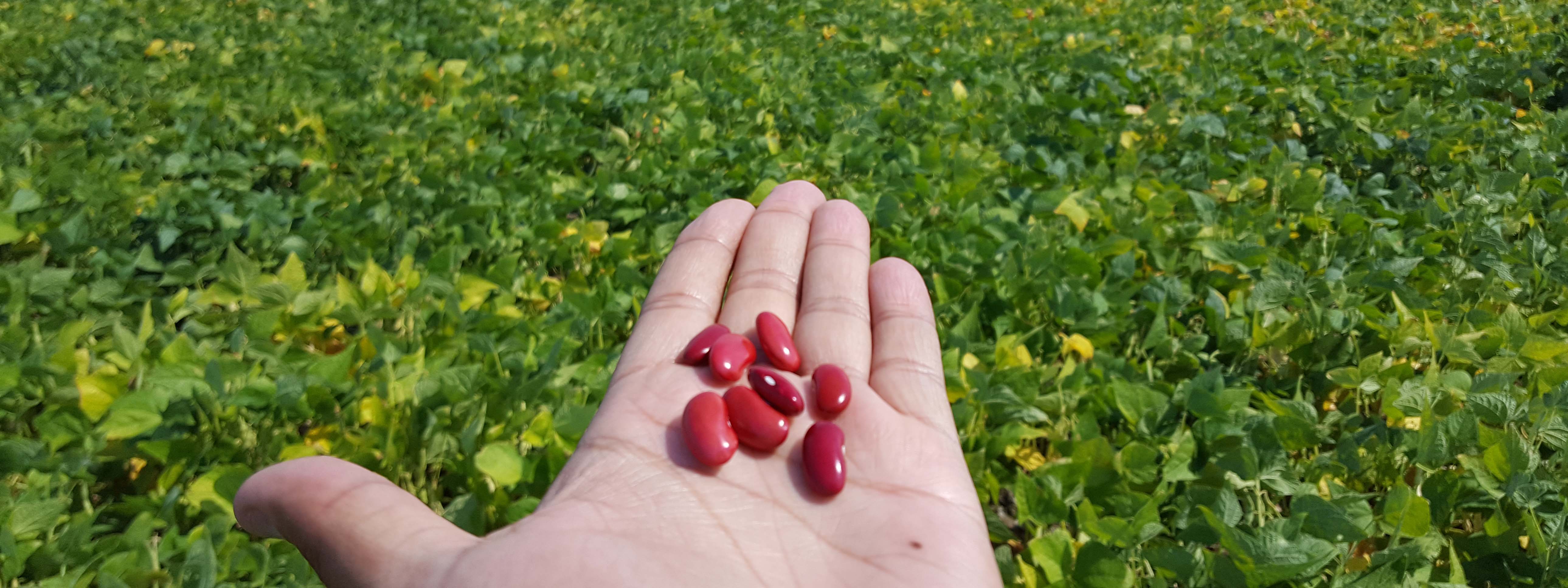 hand holding seeds