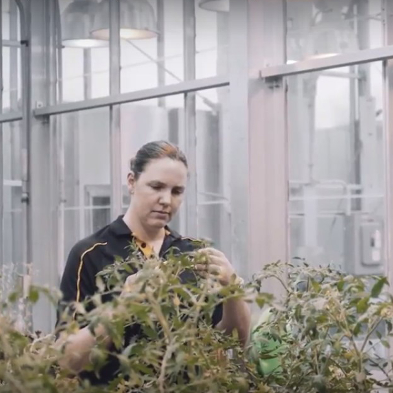 Zellner inspecting plant in greenhouse.