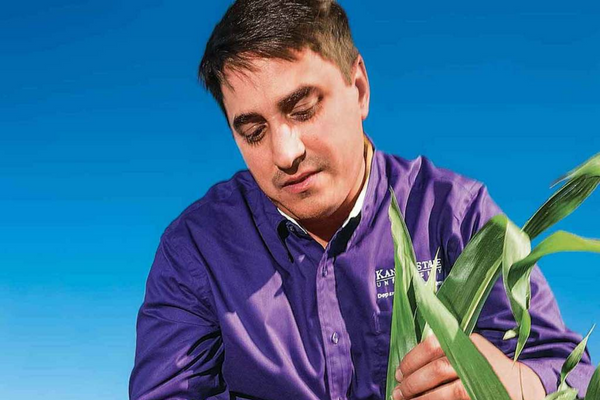 man inspecting crops