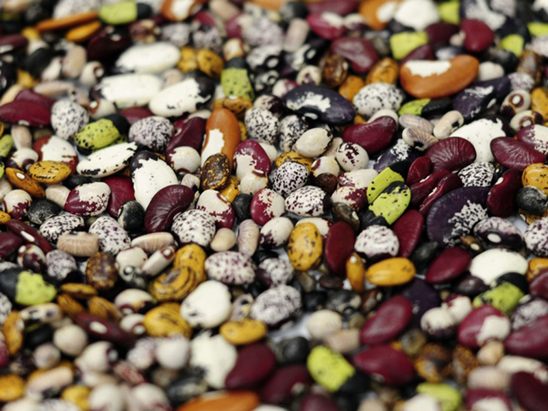 Colorful seeds