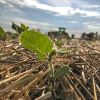 bean seedling