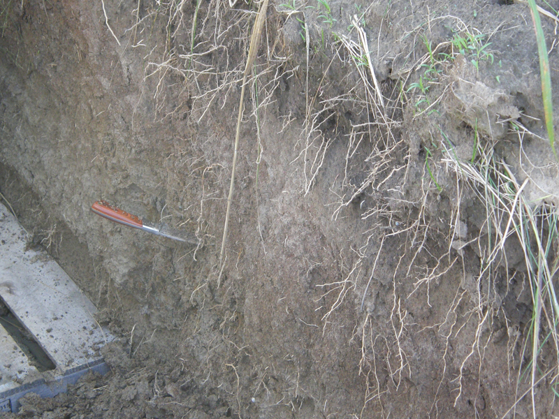 Soil profile with hand shovel