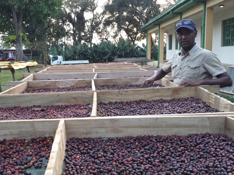 man wearing hat posing for photo outdoors next to several crates of drying coffee cherries