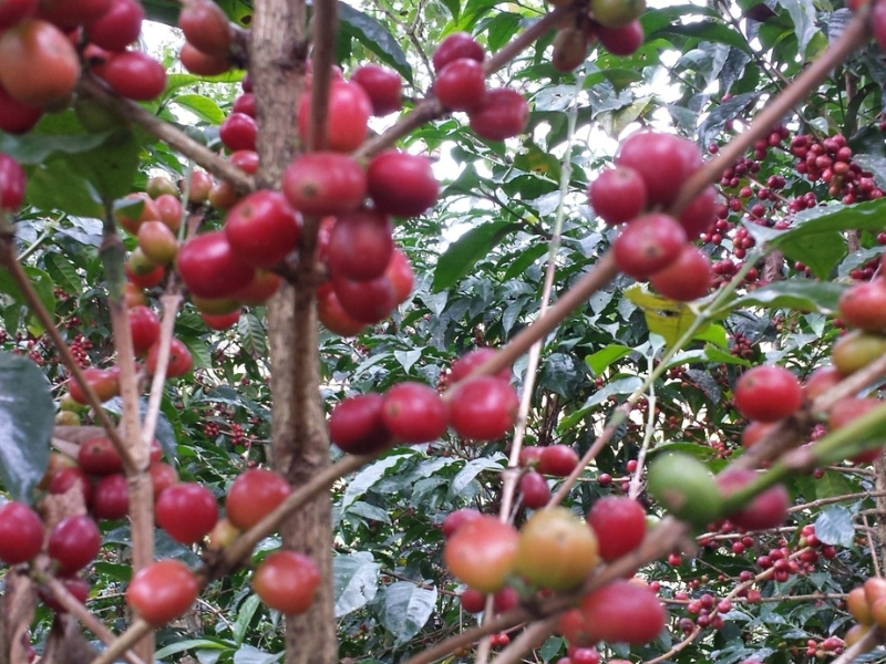 coffee cherries growing on tree