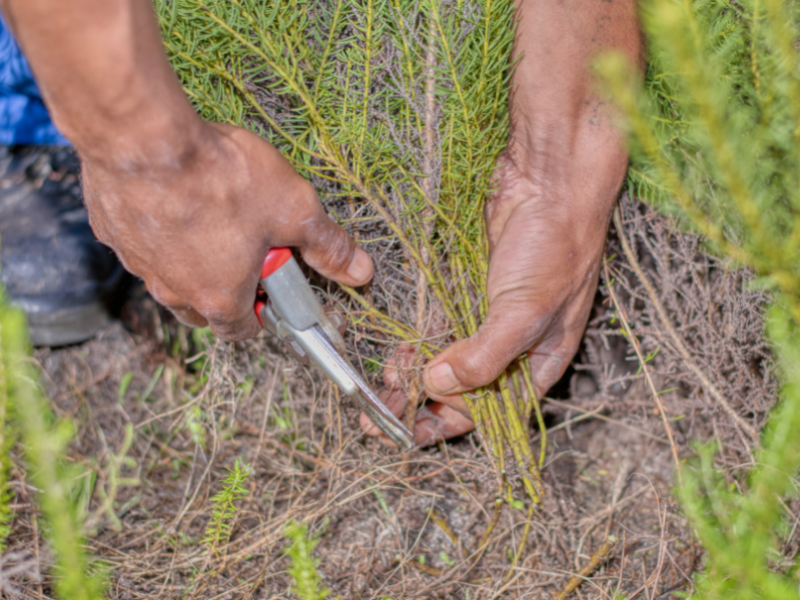 hands using tool to clip honeybrush in field