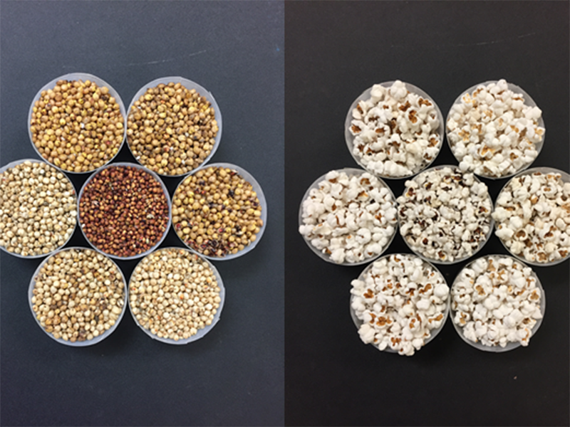 Side-by-side photos of un-popped and popped sorghum