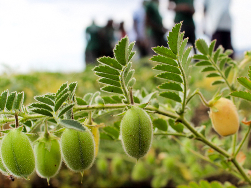 green chickpea pods hanging on the plant