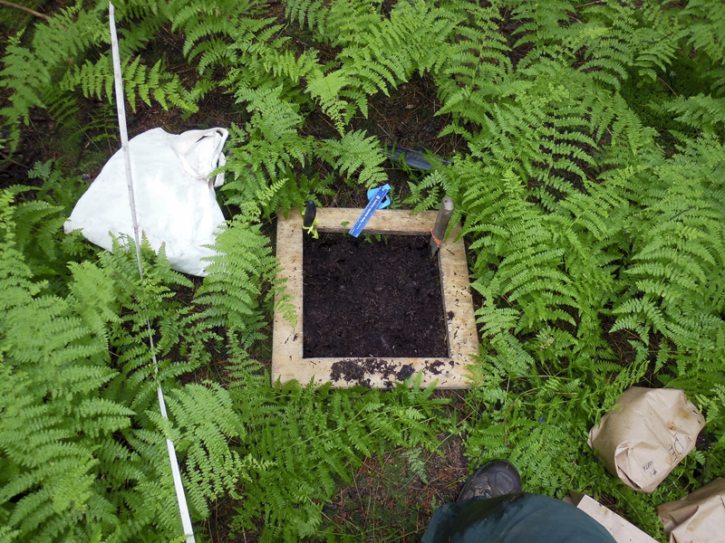 Wooden square on ground surrounded by ferns.