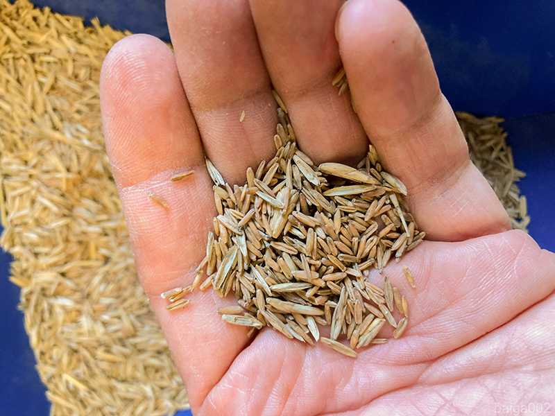 hand holding wheatgrass seed