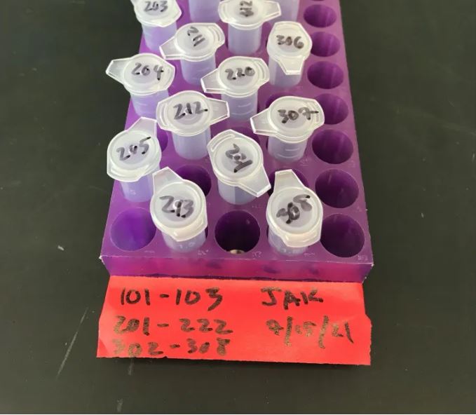 Sample tubes of amaranth, barley, and maize ready for phytic acid analysis