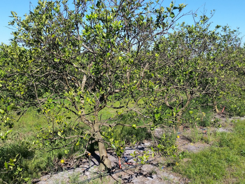 row of small citrus trees infected with bacterial disease