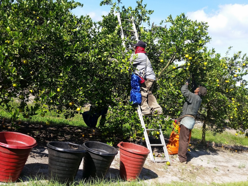 One person on ladder and another person standing picking oranges on row of citrus trees with four buckets on ground