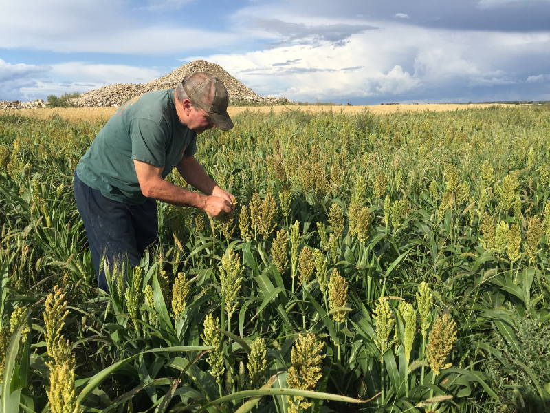 man inspecting sorghum crops in field