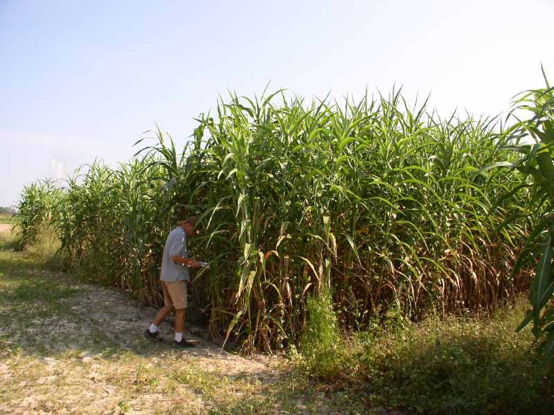 scientist inspecting tall sorghum crops in field