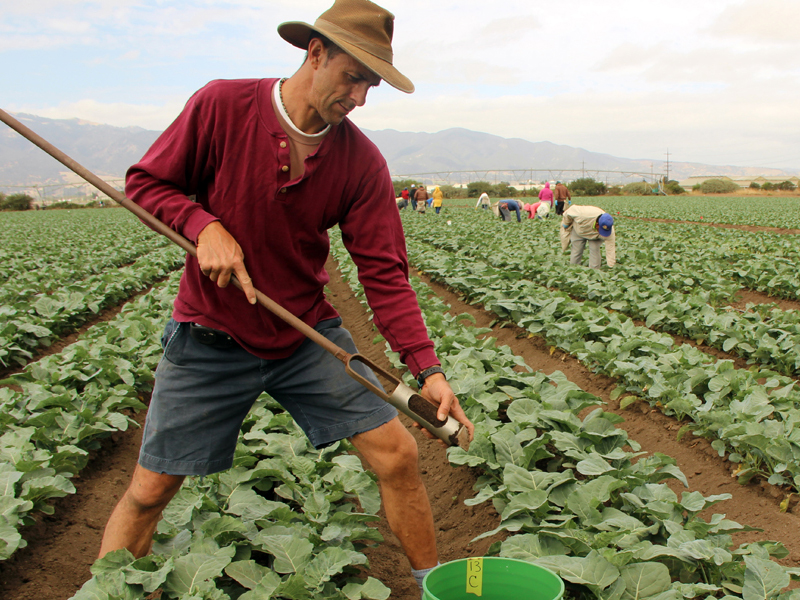 Researcher taking soil sample in field.