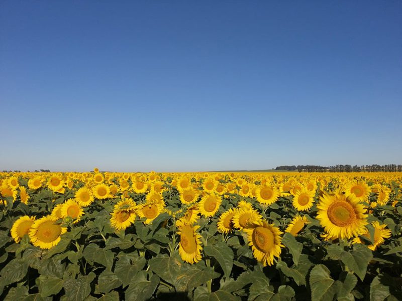 blossoming sunflowers in field