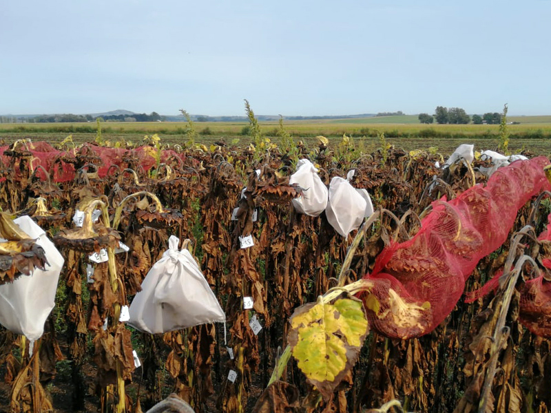 dead sunflower heads covered in mesh bags